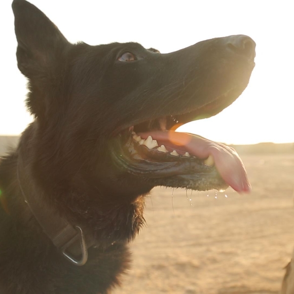 k9dinomt92